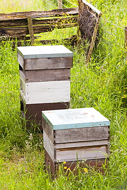 Beehives in Spring Mill Garden near Kendal, Cumbria,, United Kingdom