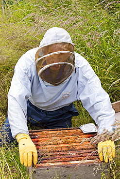 Beekeeper Bill Mackereth checks his hives for signs of Varoa mite damage, Cockermouth, Cumbria, England, United Kingdom, Europe