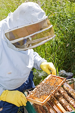 Beekeeper Bill Mackereth checks his hives for signs of Varoa mite damage, Cockermouth, Cumbria, England, United Kingdom, Europe