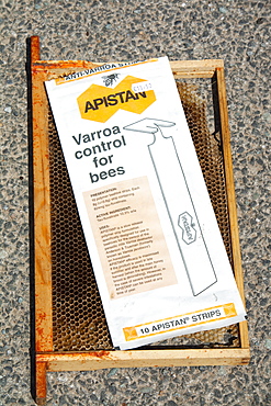 Apistan being used to combat the Varroa mite in hives in Cockermouth Cumbria England, United Kingdom, Europe