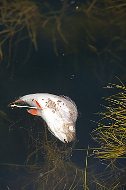 A dead fish floating in a canal near Warrington, England, United Kingdom, Europe