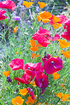 Flowers growing on a roadside verge in St. Agnes in Cornwall, England, United Kingdom, Europe