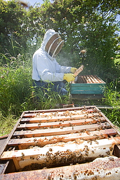 Beekeeper Bill Mackereth checks his hives for signs of Varoa mite damage, Cockermouth, Cumbria, England, United Kingdom, Europe