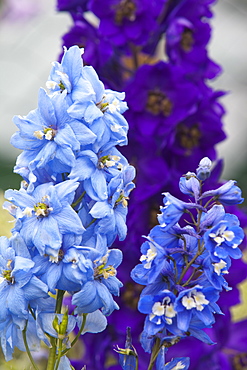 Delphinium flowers in an Ambleside garden, Cumbria, England, United Kingdom, Europe