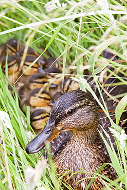 A female Mallard with her newly hatched chicks on Walney Island, Cumbria, England, United Kingdom, Europe