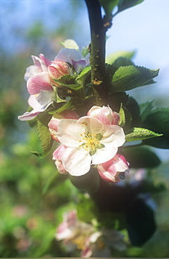 Blossom on an apple tree in spring, United Kingdom, Europe