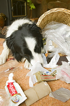 A dog eating the contents of a household bin, United Kingdom, Europe