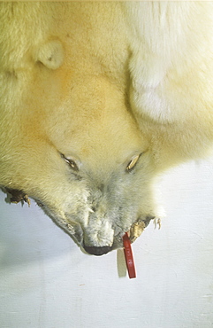 A Polar bear killed by an Inuit hunter in a tannery on Shishmaref island off Alaska, United States of America, North America