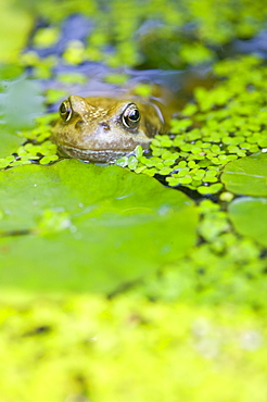 A frog in a garden pond, Lancashire, England, United Kingdom, Europe