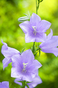 A bellflower