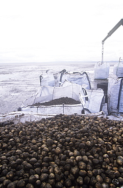 Cockles being harvested from Morecambe Bay in Lancashire, England, United Kingdom, Europe