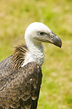 A Griffon vulture