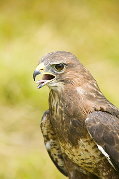 Common buzzard