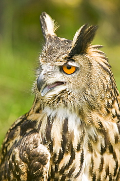 A European eagle owl, Europe