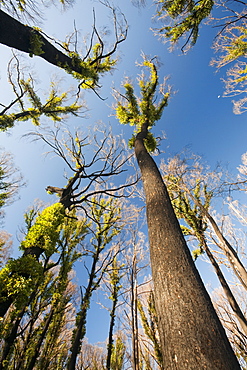 Burnt forest near Marysville, one of the worst affected communities of the catastrophic 2009 Australian Bush Fires in the state of Victoria, Australia, Pacific