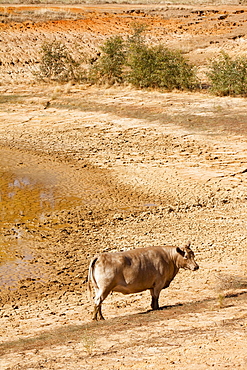 A cow beside the last remnants of water from a watering hole on a farm near Shepperton, Victoria, Australia, Pacific