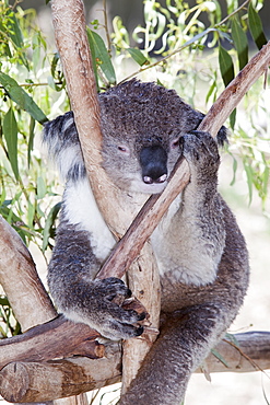 A miserable looking Koala in a wildlife park near Echuca, Victoria, Australia, Pacific