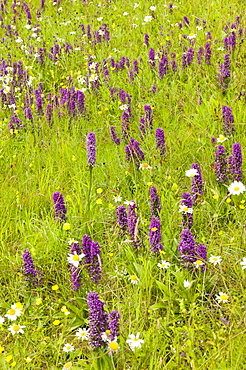 Orchids growing on a roadside verge in Cumbria, England, United Kingdom, Europe