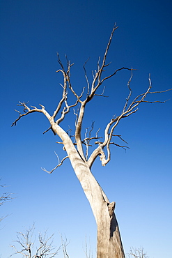 Trees drowned when Lake Eildon reservoir was first filled now stand well clear of the water after an uprecedented ten years of drought, Victoria, Australia, Pacific