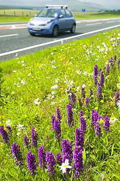 Orchids growing on a roadside verge in Cumbria, England, United Kingdom, Europe