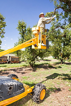 A pear orchard near Shepperton, Victoria, Australia, Pacific