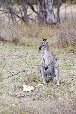 An Eastern grey kangaroo in the Snowy Mountains, New South Wales, Australia, Pacific