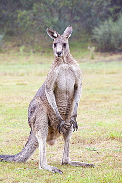 An Eastern grey kangaroo in the Snowy Mountains, New South Wales, Australia, Pacific