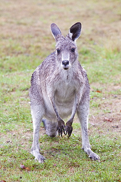 An Eastern grey kangaroo in the Snowy Mountains, New South Wales, Australia, Pacific