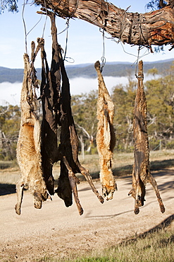 Feral dogs responsible for attacks on sheep, shot by farmer and hung up on a road-side tree near Lake Eucumbene, New South Wales, Australia, Pacific