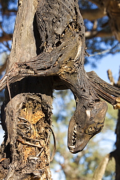 Feral dog responsible for attacks on sheep, shot by farmer and hung up on a road-side tree near Lake Eucumbene, New South Wales, Australia, Pacific