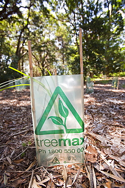 Tree planting on the Kurnell peninsular on the outskirts of Sydney, New South Wales, Australia, Pacific