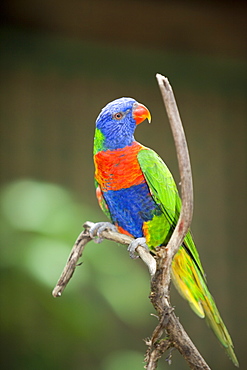 Rainbow lorikeet (Trichoglossus haemotodus) at Bird World in Kuranda, Queensland, Australia, Pacific