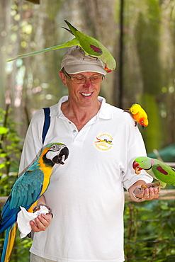 A blue and yellow macaw (Ara ararauna) and other parrots perched on a tourist at Bird World in Kuranda, Queensland, Australia, Pacific