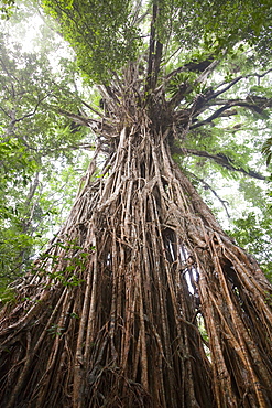 The Cathedral Fig Tree, a massive Green Fig Tree (Ficus virens) in the Daintree Rainforest on the Atherton Tablelands, Queensland, Australia, Pacific