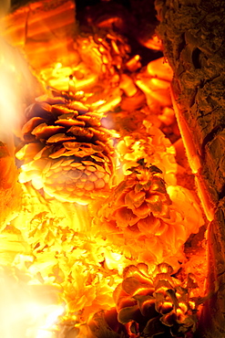 Pine cones burning on a wood burning stove, to provide heat in a house