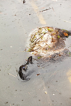 A dead sheep floating in flood waters in Ambleside, Lake District, Cumbria, England, United Kingdom, Europe