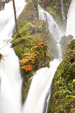 Stock Ghyll in autumn near Ambleside, Lake District, Cumbria, England, United Kingdom, Europe