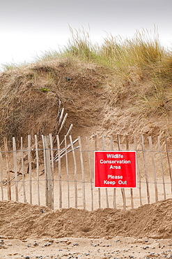 A dune restoration project at the Point of Ayr on the North Wales coast, Wales, United Kingdom, Europe