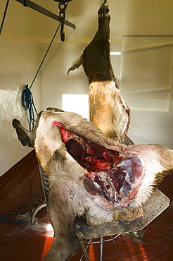 A red deer killed by stalkers and hung on the Reay Forest Estate beneath Arkle, Sutherland, Scotland, United Kingdom, Europe