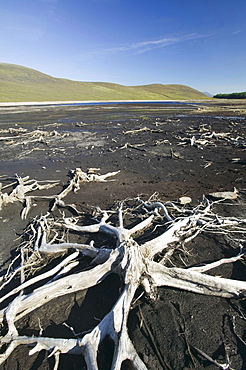 Old forest revealed by drought in Loch Glascarnoch near Ullapool, Scotland, United Kingdom, Europe