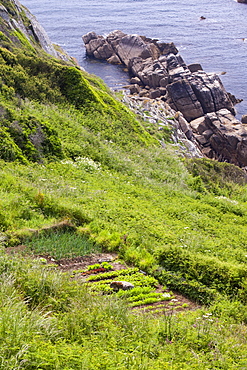 Vegetables growing on a cliff top plot tamed from the wild land near Porthcurno, Cornwall, England, United Kingdom, Europe