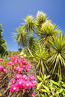 The Abbey gardens on Tresco, Scilly Isles, off South West Cornwall, United Kingdom, Europe