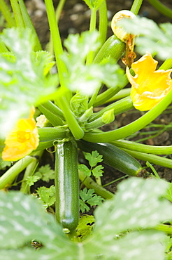 Courgette plant growing on an allotment, Cumbria, England, United Kingdom, Europe