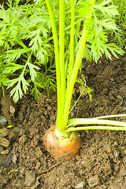 Organic carrots on an allotment in Cumbria, England, United Kingdom, Europe