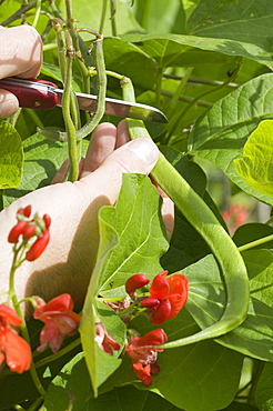 Organic runner beans on an allotment in Cumbria, England, United Kingdom, Europe