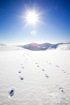 Looking towards the Angels Peak and Braeriach across the Lairig Ghru from Ben Macdui, with footprints in the foreground in winter, Cairngorm mountains, Scotland, United Kingdom, Europe