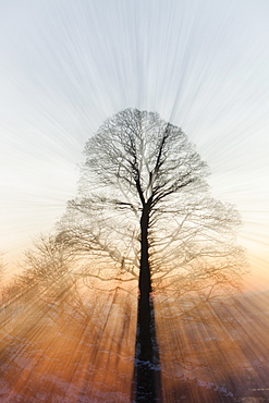 Sycamore tree at sunset over Ambleside in the Lake District, Cumbria, England, United Kingdom, Europe