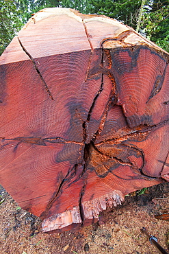 A massive cedar tree is logged up in a garden in Ambleside, Cumbria, England, United Kingdom, Europe