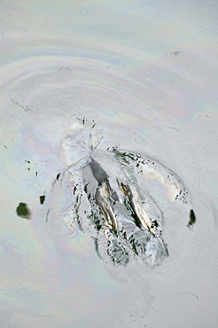 Grey seal in polluted water in Lochinver Harbour in Sutherland, Scotland, United Kingdom, Europe