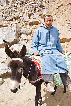 A mule loaded with his Berber owner, in the Jebel Sirwa region of the Anti Atlas mountains of Morocco, North Africa, Africa